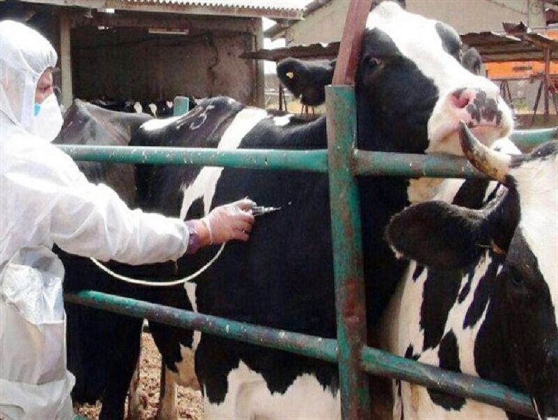 واکسیناسیون بیش از یک میلیون و ۶۰۰ هزار دام در آذربایجان شرقی علیه تب برفکی واکسیناسیون بیش از یک میلیون و ۶۰۰ هزار دام در آذربایجان شرقی علیه تب برفکی