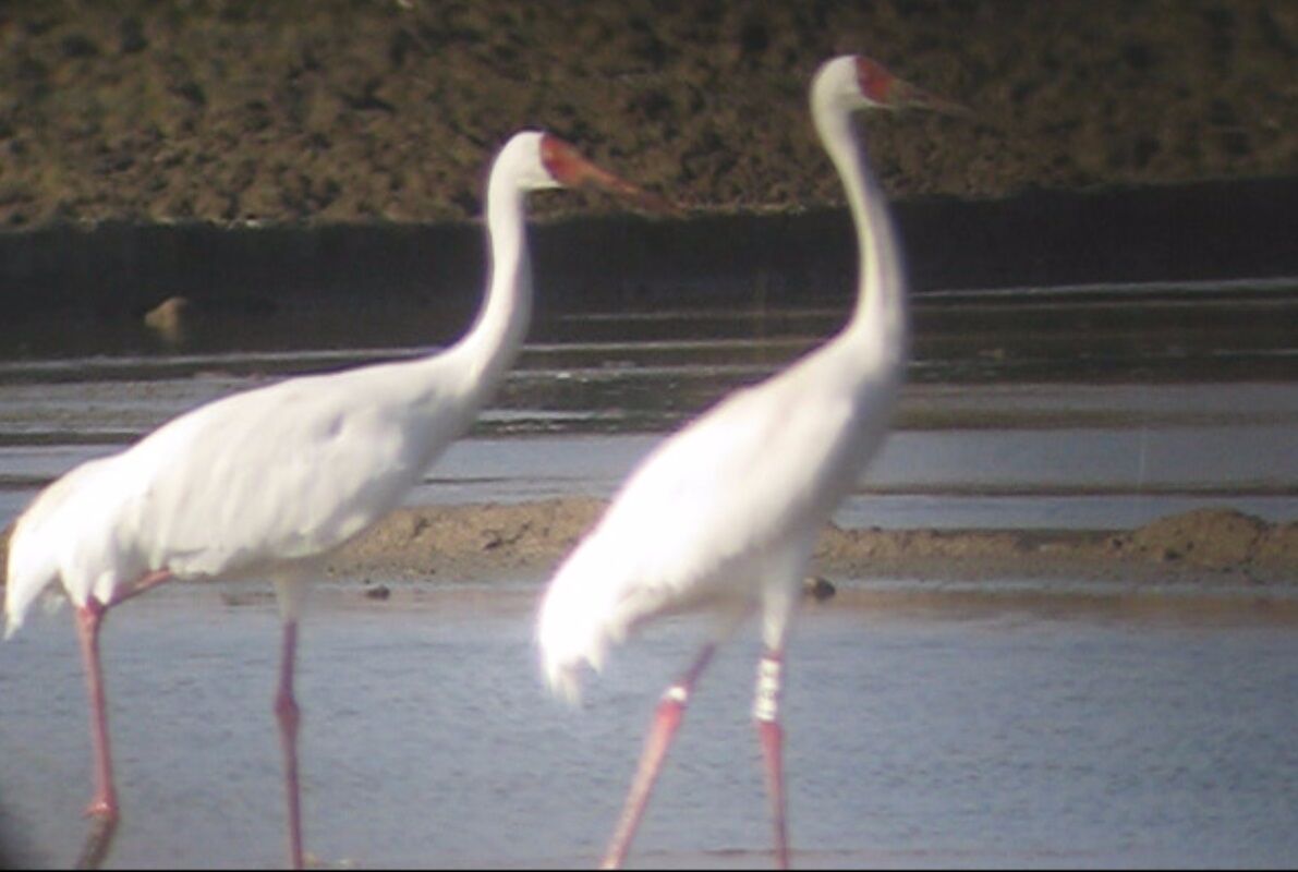 مشاهده ۱۹ قطعه درنا در مناطق شهرستان آبیک