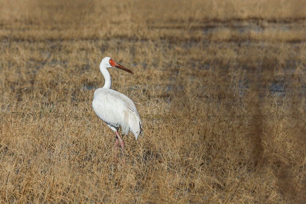 دنیای درنای تنها دنیای درنای تنها