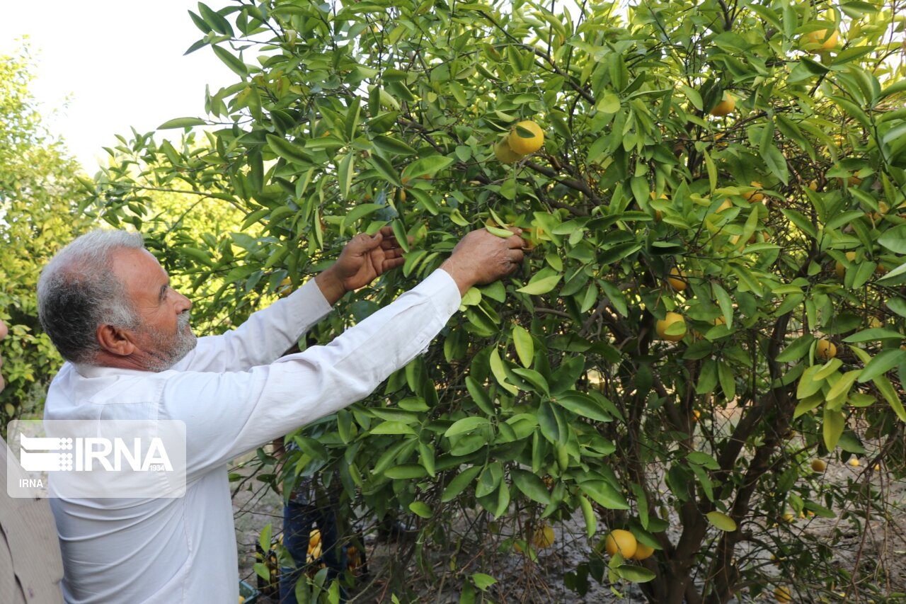 باغداران مازندران مبارزه با آفت جوانه خوار مرکبات را جدی بگیرند