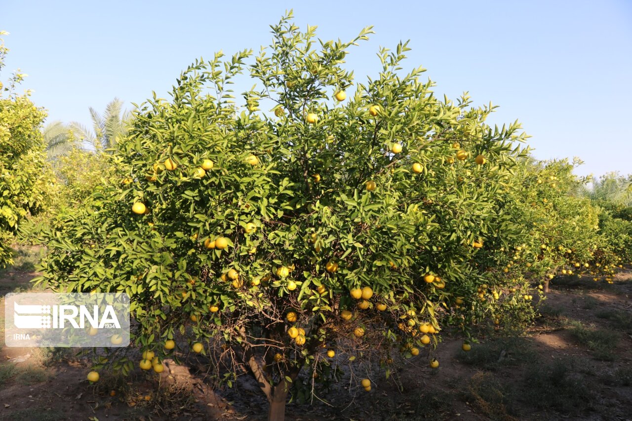 سومین جشنواره ملی مرکبات جیرفت برگزار می‌شود