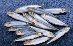 صید ماهیان استخوانی در گیلان ۱۲ درصد رشد یافت 