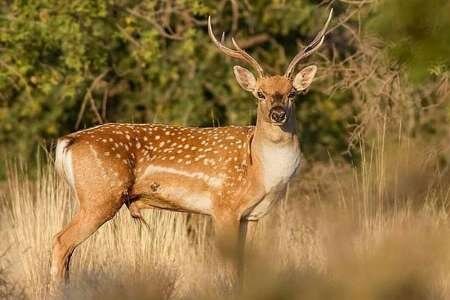احیای زیستگاههای حیات وحش ماموریت مهم دولت در مازندران