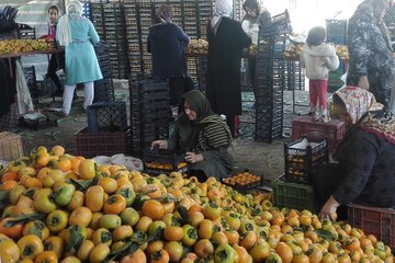 رونق شیرین صادرات خرمالو از آستارا 