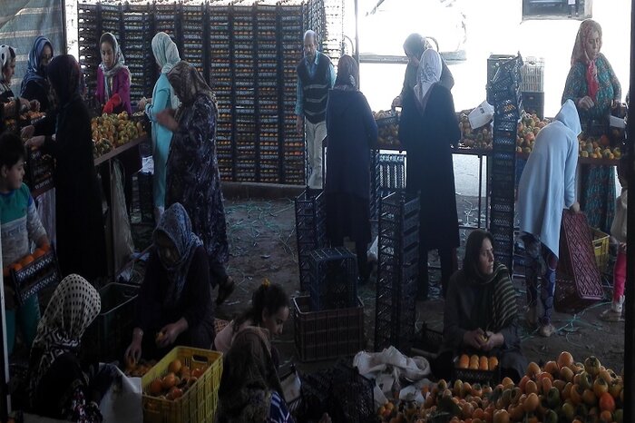 رونق شیرین صادرات خرمالو از آستارا