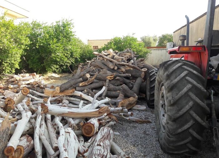 قاچاقچیان چوب در سردشت ۱۵۰ اصله درخت کهنسال بلوط را قطع کردند