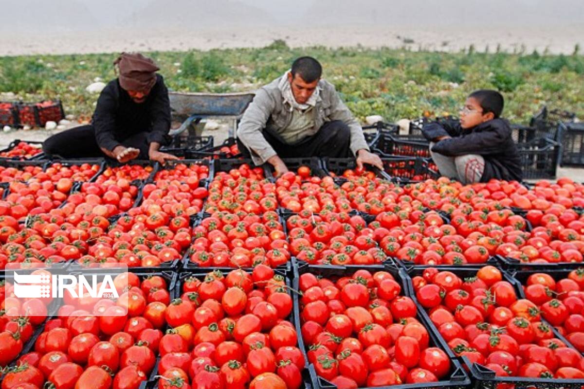 صادرات گوجه‌فرنگی تولیدی گلخانه‌های خاش از مرز ۵۸۰ تن فراتر رفت