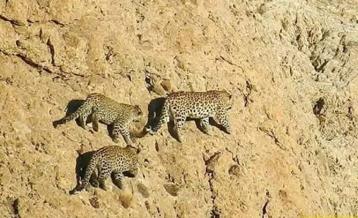 جدال نابرابر پلنگ ایرانی با خشکسالی