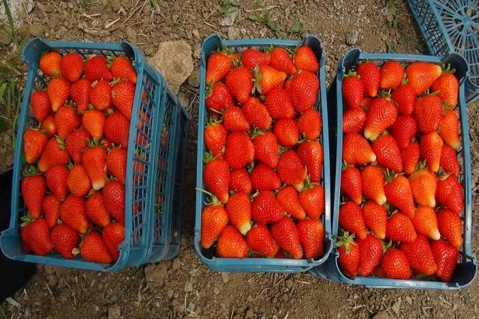 توت‌فرنگی کردستان در آرزوی خوشه‌ای شدن