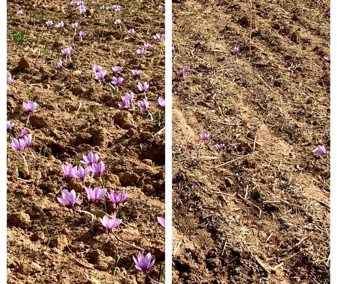 ایجادمزرعه الگویی زعفران در خیر استهبان فارس، منجر به افزایش محصول شد  ایجادمزرعه الگویی زعفران در خیر استهبان فارس، منجر به افزایش محصول شد