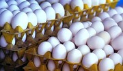 مدیر تعاون روستایی سمنان: شکر و برنج پس از تخم مرغ، هوشمند توزیع می‌شود