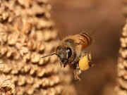 خشکسالی بر تولیدات زنبور عسل خراسان رضوی نیز خسارت زد
