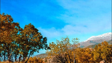 Autumn & Oaks in southwestern Iran