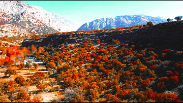 Autumn & Oaks in southwestern Iran