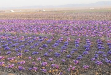 دبیرخانه ملی گردشگری زعفران در تربت حیدریه ایجاد می‌شود