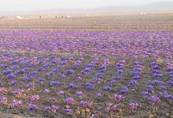 دبیرخانه ملی گردشگری زعفران در تربت حیدریه ایجاد می‌شود