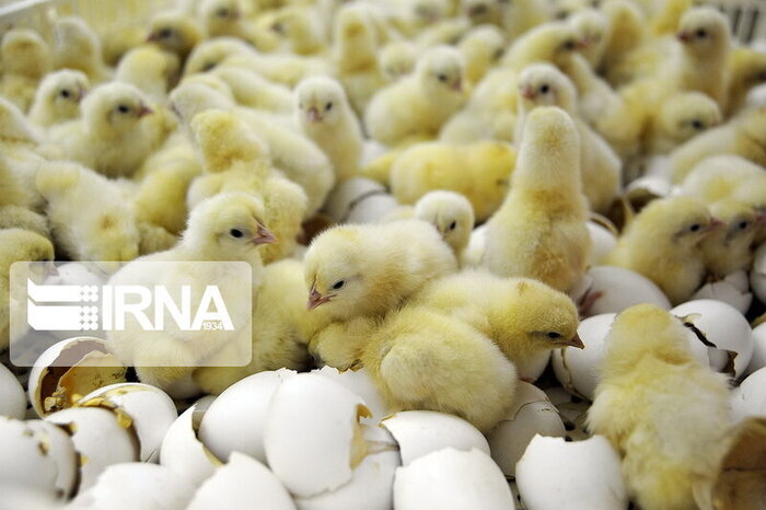 رسیدن ظرفیت جوجه ریزی در مرغداری های کشور به ۱۴۰ میلیون قطعه در ماه