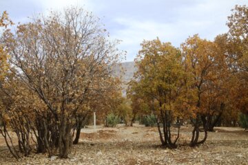 پویش مردمی بذر کاری برای احیای جنگل های زاگرس