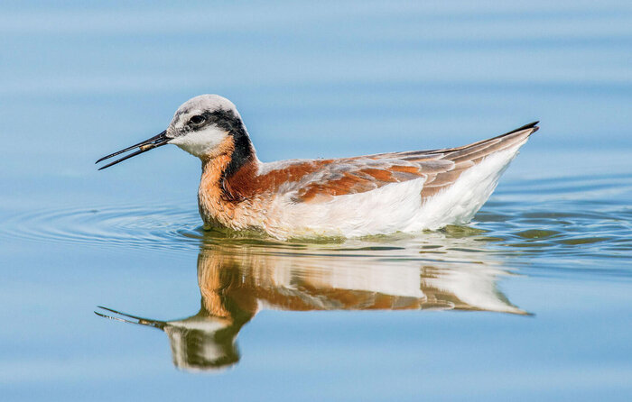 تالابهای آذربایجان غربی میزبان پرندگان مهاجر می شوند؟