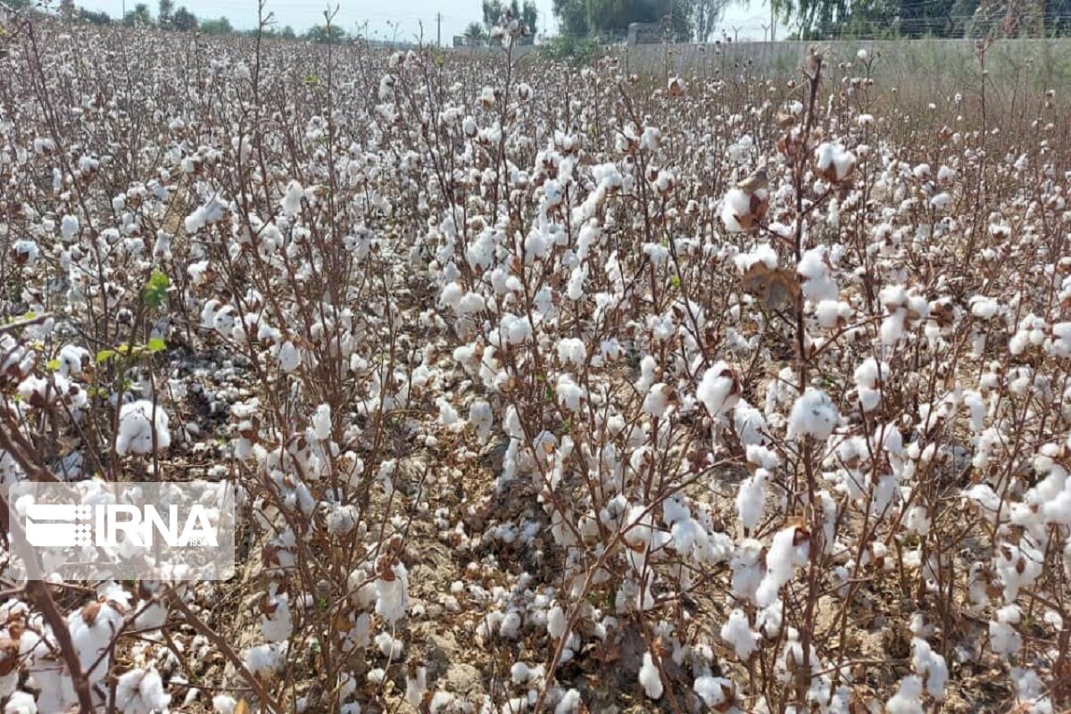 پایان نیم قرن انتظار و روسپیدی پنبه برای سیستان و بلوچستان