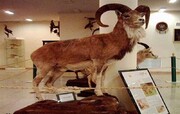 بازدید بیش از ۱۵ هزار نفر از موزه تاریخ طبیعی و تنوع زیستی لرستان