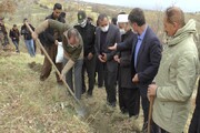 پویش مردمی بذرکاری جنگل‌های زاگرس در آذربایجان غربی آغاز شد 