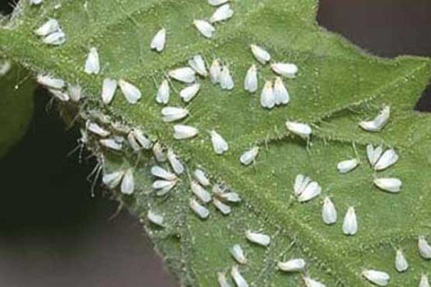 طغیان آفات کشاورزی بر اثر خشکسالیها، چالش جدی در گلستان