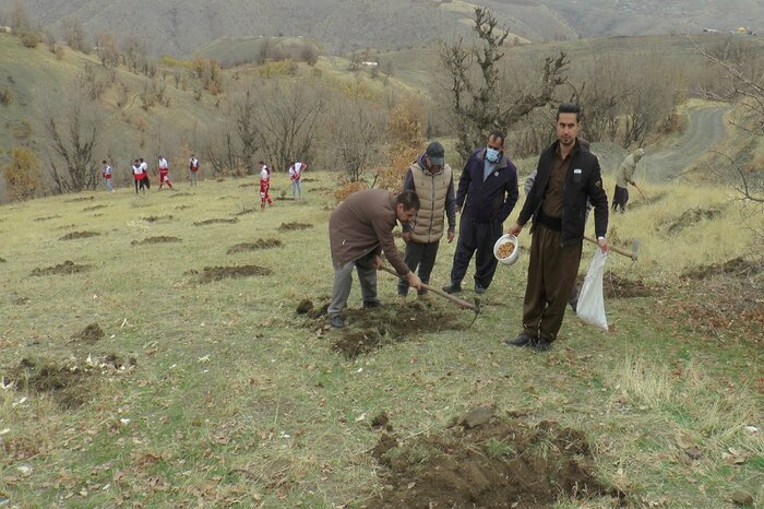 بذرکاری ۱۳هزار هکتار از ارتفاعات اراضی ملی شیراز