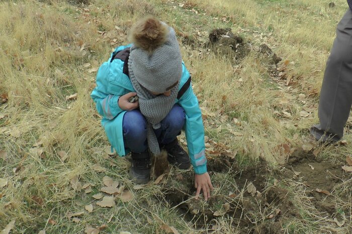 آینده روشن جنگل های کهگیلویه و بویراحمد با پویش درختکاری