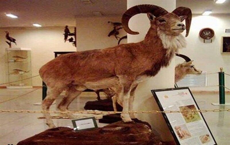 بازدید از موزه تاریخ طبیعی لرستان رایگان شد