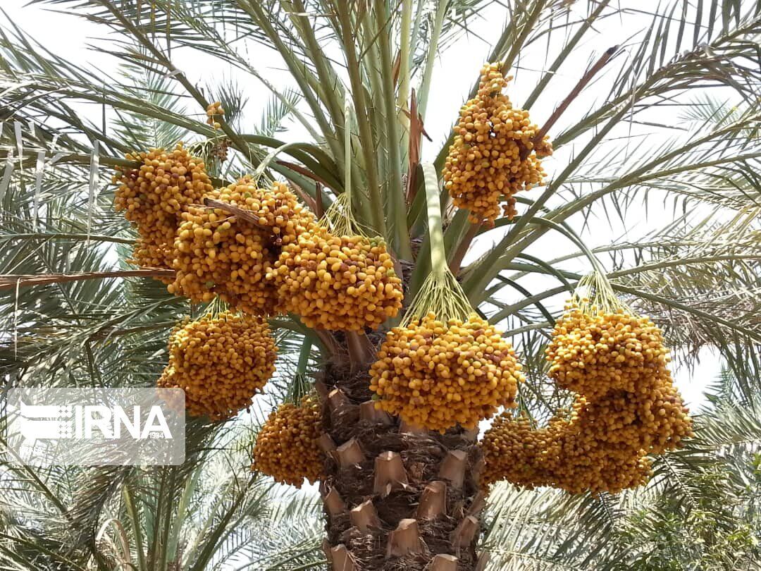 استانهای خرماخیز برای تامین بودجه این محصول برنامه ارائه دهند
استانهای خرماخیز برای تامین بودجه این محصول برنامه ارائه دهند
