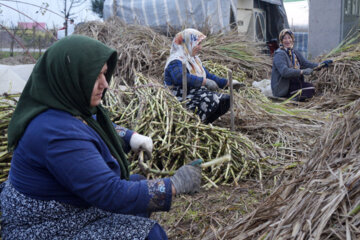 کشت نیشکر در لنگرود امسال ۹۰ میلیارد ریال درآمدزایی دارد