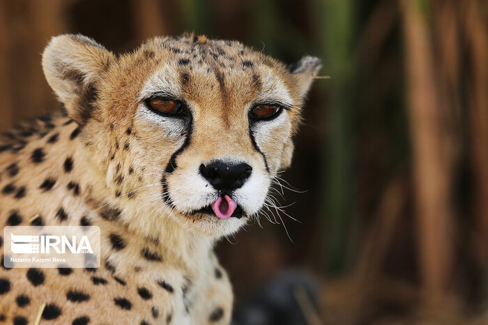 امید به مادرشدن «آذر» و «توران» در دل بحران تغییر اقلیم + فیلم