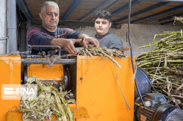 روبرگردانی گیلان از فرزندآوری؛ بهانه اقتصادی تا سبک تازه از زندگی