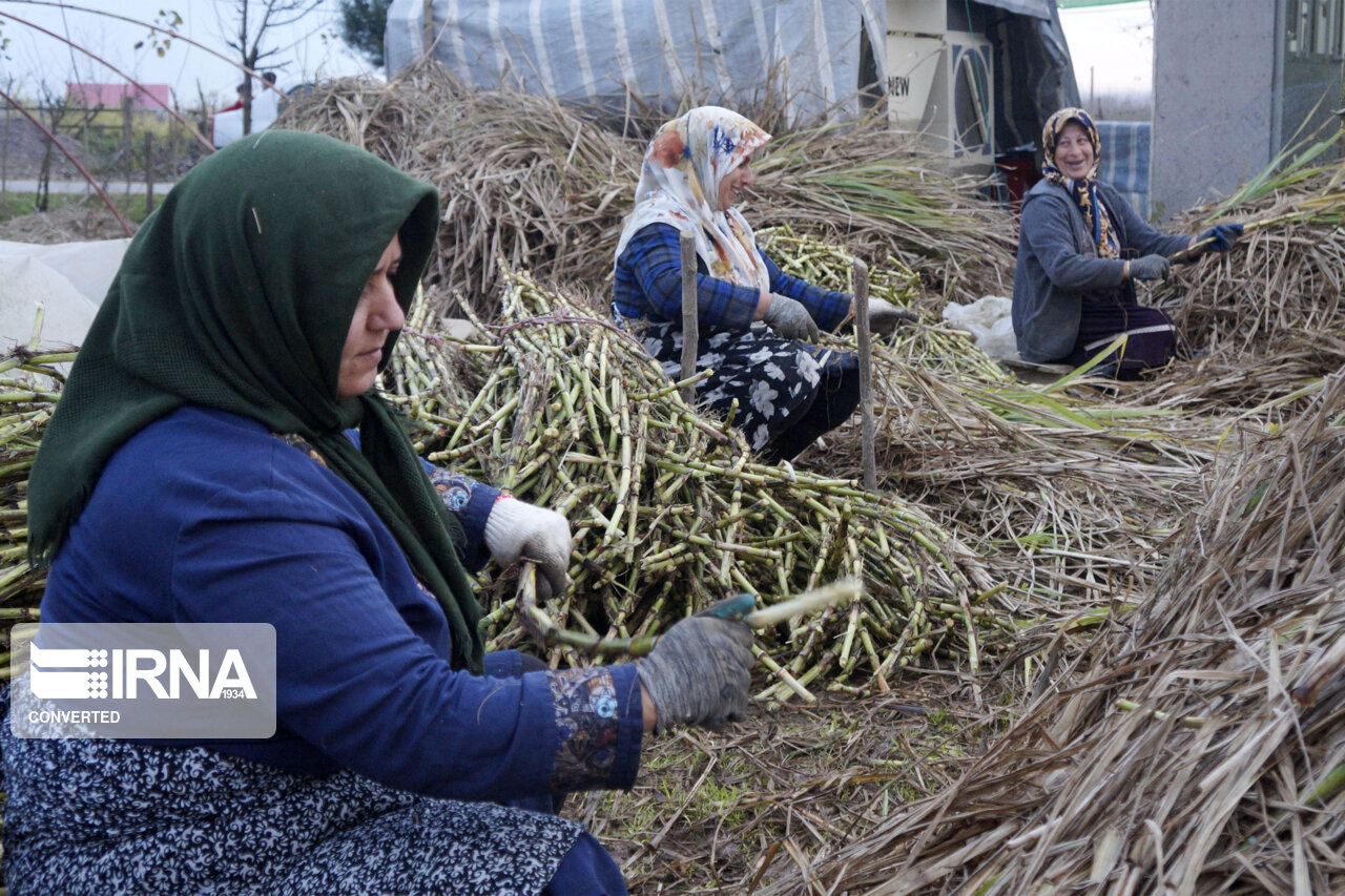 کشت نیشکر در لنگرود امسال ۹۰ میلیارد ریال درآمدزایی دارد