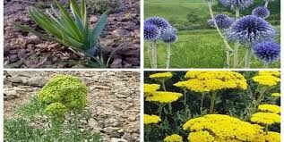 احیای گیاهان دارویی بومی در دستور کار معاونت علمی ریاست جمهوری