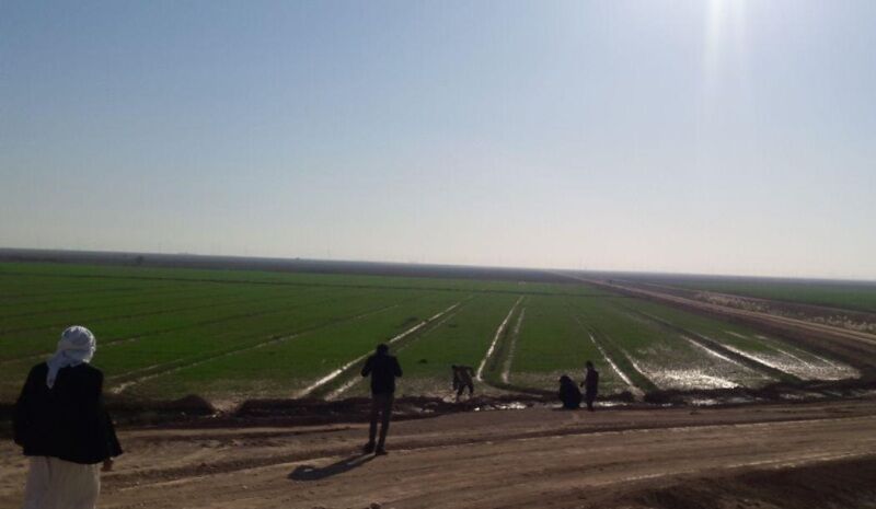 آب به زمین‌های تشنه ماهشهر رسید