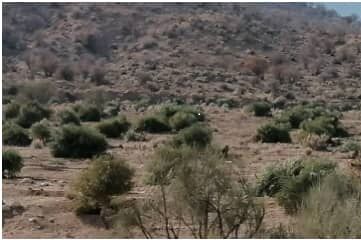   احکام صادره علیه متصرف اراضی ملی در فسا به اجرا درآمد 