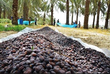 مطالبات نخلداران خوزستانی در حال پیگیری است