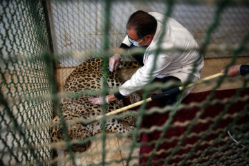 Meşhed Hayvanat Bahçesi'nde yaralı leoparın tedavi görüntüleri