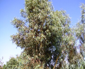 محیط قصرشیرین برای پرورش درخت اوکالیپتوس مناسب است