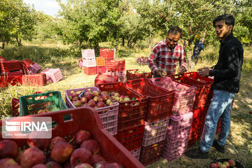 ۱۰۰ هزار تن سیب در مناطق عشایر نشین شهرستان سمیرم تولید شد 