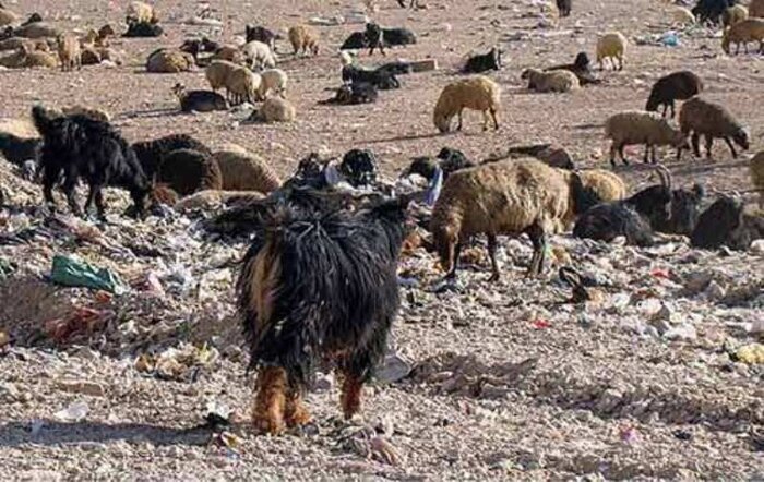 بُزَک نمیر بهار میاد