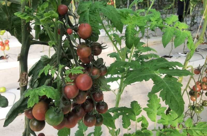 صاحب یک گلخانه در گنبد گوجه فرنگی رنگی تولید کرد