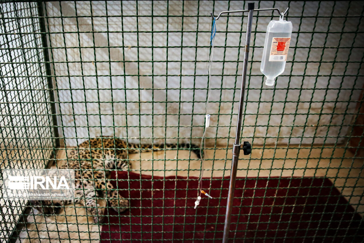 ماهانا تلف شد ماهانا تلف شد