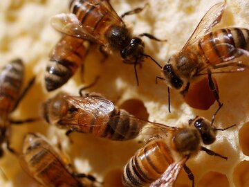 تغییرات آب و هوایی؛ آفت جان زنبورها و پدیده گرده افشانی