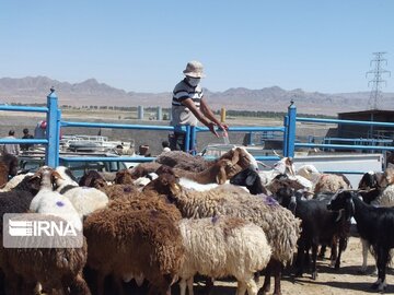 ۱۰۰ درصد بهای خرید دام عشایر خراسان رضوی واریز شد