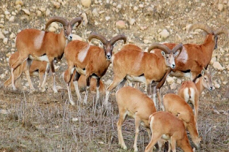 سرشماری پستانداران وحشی علف‌خوار در استان اردبیل آغاز شد