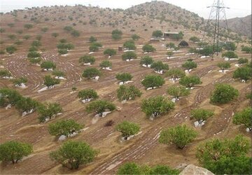 فرسایش، چالش جدی رویش در گلستان 