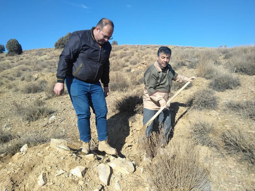 بذرپاشی و نهال کاری در سطح ۶۰ هکتار از اراضی دامغان انجام شد